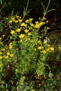 Jacobaea (Jacobaea delphiniifolia)