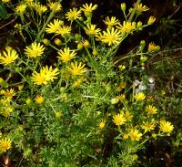 Jacobaea (Jacobaea delphiniifolia)