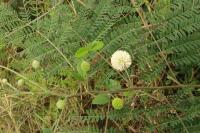 Leucéna bělohlavá (Leucaena leucocephala)