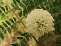 Leucéna bělohlavá (Leucaena leucocephala)