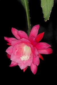 Disokaktus (Disocactus phyllanthoides)