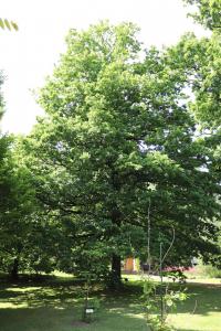 Dub letní (Quercus robur)
