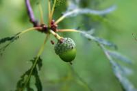 Dub letní 'Pectinata' (Quercus robur)