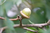 Dub bahenní - žalud (Quercus palustris)