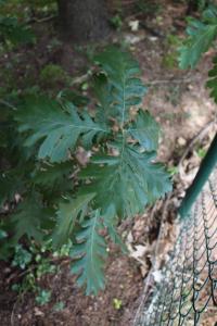 Dub balkánský (Quercus frainetto)