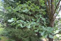 Dub balkánský - olistění (Quercus frainetto)