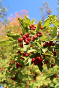 Blýskalka drobnolistá - plody (Photinia parvifolia)