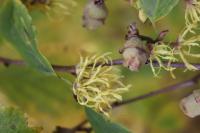 Vilín viržinský (Hamamelis virginiana)