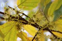 Vilín viržinský (Hamamelis virginiana)