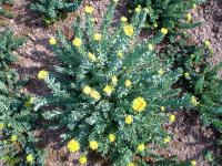 Rozchodnice růžová (Rhodiola rosea)