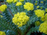 Rozchodnice růžová (Rhodiola rosea)