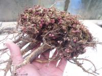 Rozchodnice růžová (Rhodiola rosea)