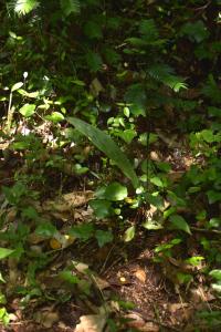 Cremastra (Cremastra appendiculata)