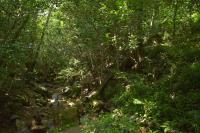 Cremastra - lokalita (Cremastra appendiculata)