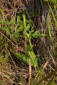 Pogonia (Pogonia japonica)