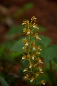 Oreorchis (Oreorchis patens)