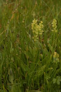 Toříček jednohlízný (Herminium monorchis)