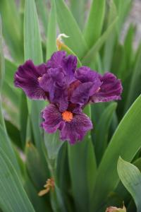 Kosatec 'Berrylicious' - Základní nízké kosatce (Iris)