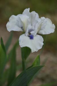 Kosatec 'Bluebeards Ghost' - Základní nízké kosatce (Iris)