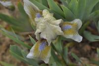 Kosatec 'Green Meteor' - Základní nízké kosatce (Iris)