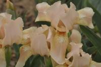 Kosatec 'Malý Pink' - Základní nízké kosatce (Iris)