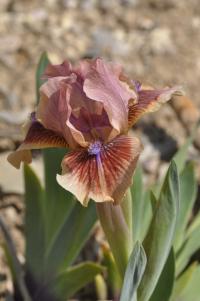 Kosatec 'Red Bird' - Základní nízké kosatce (Iris)
