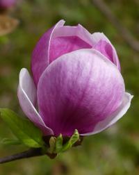 Šácholan Soulangeův 'Amabilis' (Magnolia x soulangeana)