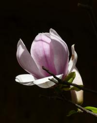 Šácholan Soulangeův 'Amabilis' (Magnolia x soulangeana)