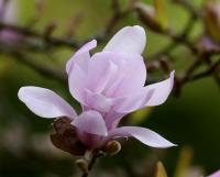 Šácholan Loebnerův 'Leonard Messel' (Magnolia x loebneri)