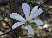 Šácholan Zenův (Magnolia zenii)