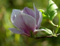 Šácholan Soulangeův 'Triumphans' (Magnolia x soulangeana)