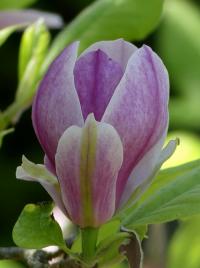 Šácholan Soulangeův 'Triumphans' (Magnolia x soulangeana)