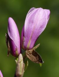 Šácholan 'Jane' (Magnolia)