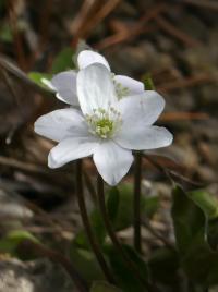 Jaterník podléška 'Alba' (Hepatica nobilis)
