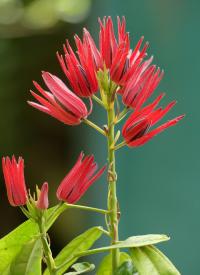 Pavonie mnohokvětá (Pavonia multiflora)