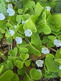 Šťavel kyselý (Oxalis acetosella)