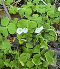 Šťavel kyselý (Oxalis acetosella)