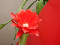 Disokaktus - kaktus ševcovský