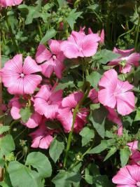 Slézovka trojklanná (Malope trifida)