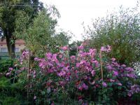 Slézovka trojklanná (Malope trifida)